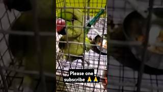 Parrot talking parrrot petbird trending trendingshorts talkingbird funny shotsfeed [upl. by Demeter176]