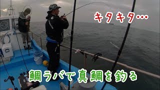 鯛ラバで伊良湖水道の真鯛を釣る！in 伊勢湾 [upl. by Helen]