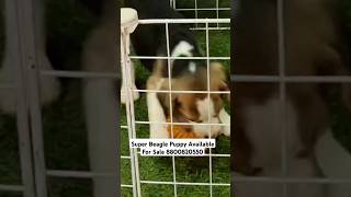 Beagle Dog For Sale In Delhi  Cheapest Dog Market In Delhi [upl. by Aracal]