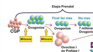 Línea cronológica de la OVOGENESIS [upl. by Johna]