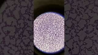 ytshorts medicallaboratory machine staining science microbiology biology laboratorylife [upl. by Sivar]