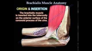 Brachialis Muscle Anatomy  Everything You Need To Know  Dr Nabil Ebraheim [upl. by Laurie]