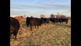 Kalona Sales Barn  Reed Herd Dispersal Selling 122123 [upl. by Botnick]