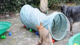 australian cattle dog 8 week old puppies playing [upl. by Jaye]