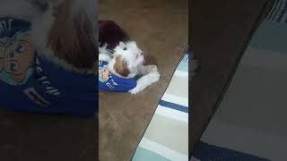 Lily ka new style 🤣❤️ shortvideo shihtzucuteness doglover petparent cutestylish viralvideo [upl. by Anayi]