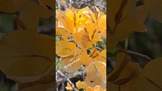 Brighten Your Garden with Yellow Bougainvillea 🌞bougainvilliers shorts flowers viral nature [upl. by Banwell]