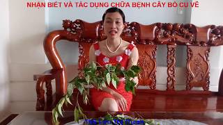 NHẬN BIẾT VÀ TÁC DỤNG CHỮA BỆNH CÂY BỒ CU VẼ The healing effect of Breynia fruticosa Hool F [upl. by Ardnassac]