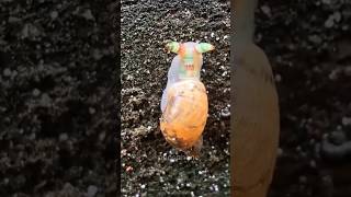 Creepy Parasite Turns Snails 🐌🪱 Into Disco Zombies animals insects snail [upl. by Wyn]