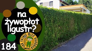 184 Jak rosną żywopłoty z ligustru pospolitego Ligustrum vulgare L Ma zalety i wady [upl. by Dav]