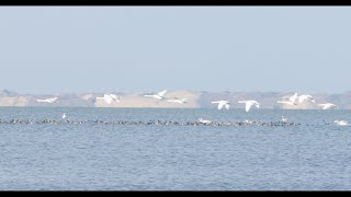 Beautiful Lithuania  Curonian Lagoon  Kuršių Marios [upl. by Attiuqaj224]