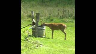 Deer drinking out of water trough [upl. by Trillby]