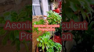 Aeonium Plant Care amp Propagation  Aeonium Succulent Care  How To Propagate Aeonium Plant  Aeonium [upl. by Osanna]