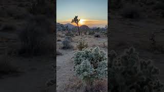 Wandering amongst the Joshua Trees travel joshuatree [upl. by Skrap491]