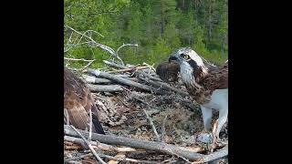 quotMajestic Eagles Watch as They Care for Their Adorable Chicks in the Nestquot [upl. by Manolo]