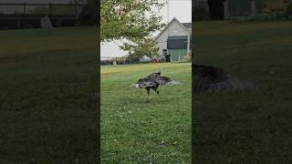 Releasing the mini dinosaurs I mean my flock of turkeys chickens ducks Freeranging for the day [upl. by Burkley]