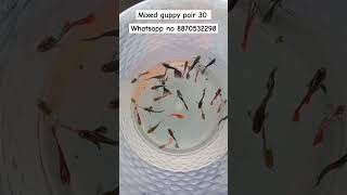 Mixed guppy available in low price whatsapp 8870532298 location nagercoil shipping possible guppy [upl. by Sander]