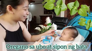 Oregano gamot sa ubo at sipon ng baby  Natural remedy for cough amp cold [upl. by Arst]