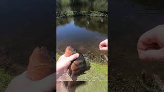 Huge Cichlid In Miami Pond fishing miamifishing miami tropical tropicalfish freshwater [upl. by Meng438]