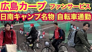 【広島カープ】ファンサービス＆日南キャンプ名物 選手の自転車通勤風景 [upl. by Stalder]