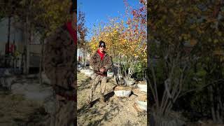 Autumn Brilliance Serviceberry [upl. by Cyprus]