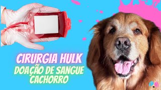 Cirurgia Hulk e a importância da doação de sangue canina [upl. by Hteboj]