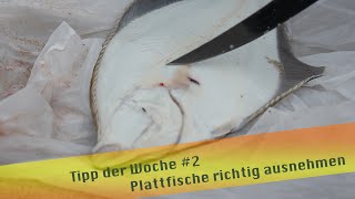 Tipp der Woche 2 Plattfische richtig ausnehmen [upl. by Xella31]