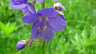 Blaue Himmelsleiter Polemonia caeruleum Eine Diaschau von Karin und Wolfgang Schmökel [upl. by Luce611]