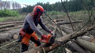 Working in the forest with Formula 1 between chainsaws Husqvarna 560XP [upl. by Roots]