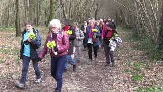 Cueillette de jonquilles en forêt de sainte Gemme 2 Mars 2017 [upl. by Lasiaf]