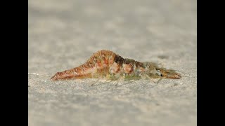 Green LacewingChrysopidae Larvae [upl. by Enahc]