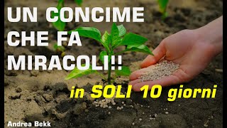 UN CONCIMEBioche fa MIRACOLI [upl. by Alo]