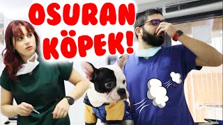 OSURAN KÖPEK Zİ GELDİ 😩 zehirlendik  Konuşan Kediler Köpekler [upl. by Sayre]