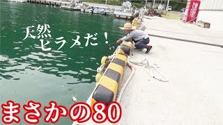 小学２年生まさかの８０！wこれが釣れたヒラメの舞い428話目 [upl. by Aivata]