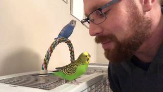 Teaching the parakeets to talk [upl. by Maletta]