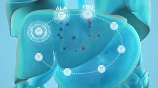 Pathophysiology of Acute Hepatic Porphyria AHP [upl. by Anahtor159]