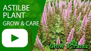 Astilbe plant  grow amp care False spirea [upl. by Shafer747]