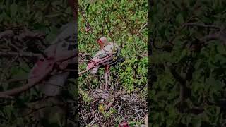 Painted stork bird nests at Kumana National Wildlife Park 🇱🇰🚗🦌🕊️🕊️🦅🦆travel srilanka [upl. by Zigmund]