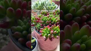 Gorgeous Sedum Succulents for your garden ❤️ succulentsbox succulent sedum succulentsmakemehappy [upl. by Nodnrb]