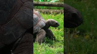 Working Through Monday Like An Aldabra Tortoise wildlife animals zoo [upl. by Hally]