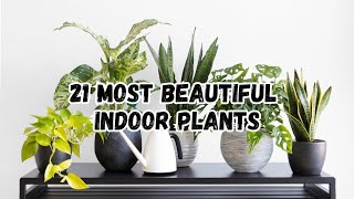 21 Most Beautiful Indoor Plants  Plants For Home Decor [upl. by Shulock]