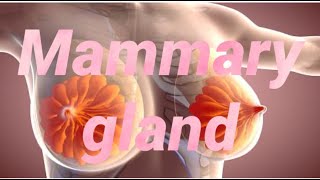 Mammary gland anatomy simple detailed diagrams clinical anatomy prepare notes for exam [upl. by Ahseuqal959]