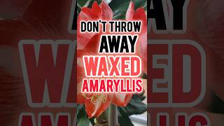 HOW TO Take Care of Amaryllis  Can you save an amaryllis bulb dipped in wax [upl. by Anaicilef]