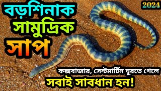 common sea snakehooknosed sea snakeবড়শিনাক সামুদ্রিক সাপHydrophis schistosusbeaked sea [upl. by Stalder]