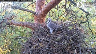 Goshawks RigaBKUS ☆ 18 Oktober 🍂 Teil I [upl. by Cogen]