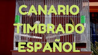 CANARIO TIMBRADO ESPAÑOL EN CELO PISADA [upl. by Riki]