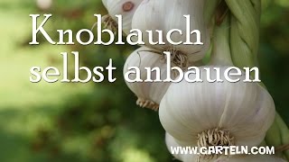 Knoblauch selbst anbauen [upl. by Hiro]