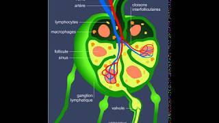 Système lymphatique [upl. by Dunn]
