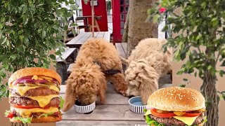 Goldendoodle and Labradoodle Breakfast in the pub🍔 [upl. by Luigi]