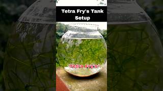 💥Tetra Frys Tank Setup🔥guppyfishfarming fish aquaculture tamil shorts viralvideo [upl. by Trixy]