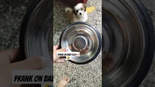 food prank on ellie🐶🤣 dogshorts ashortaday pets funlife cutepuppy cute trendingshorts prank [upl. by Giovanni45]